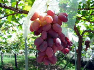 �炲�ƐH�ׂ���Ԃǂ��iػ�ϰāj